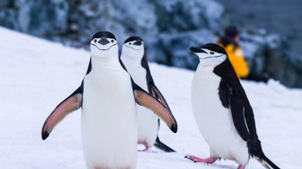 Viking Expeditions Cruises - Antarctic Explorer & The Americas (8 Countries) 42 Days