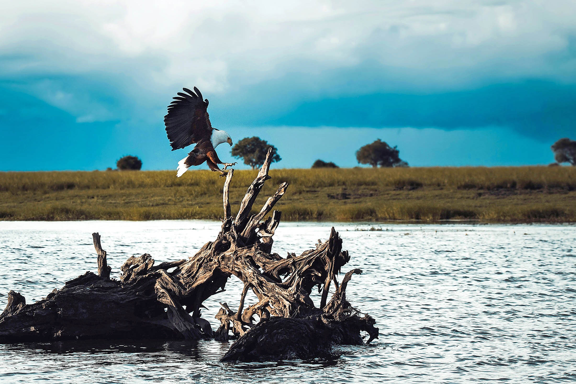 Fraser Valley Bald Eagle Festival & Wildlife Watching