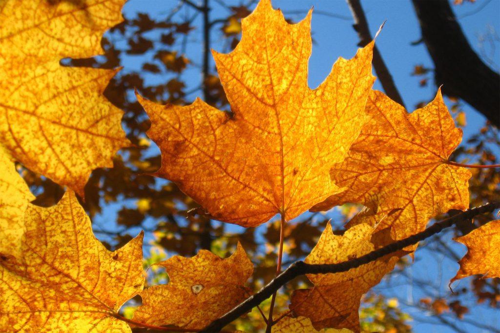 Golden Autumn Fraser Valley Farmland Scenery Nature Photography 1-Day Tour