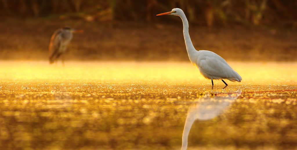 Viking Rivers Cruises - America’s Great River (United States) 15 Days