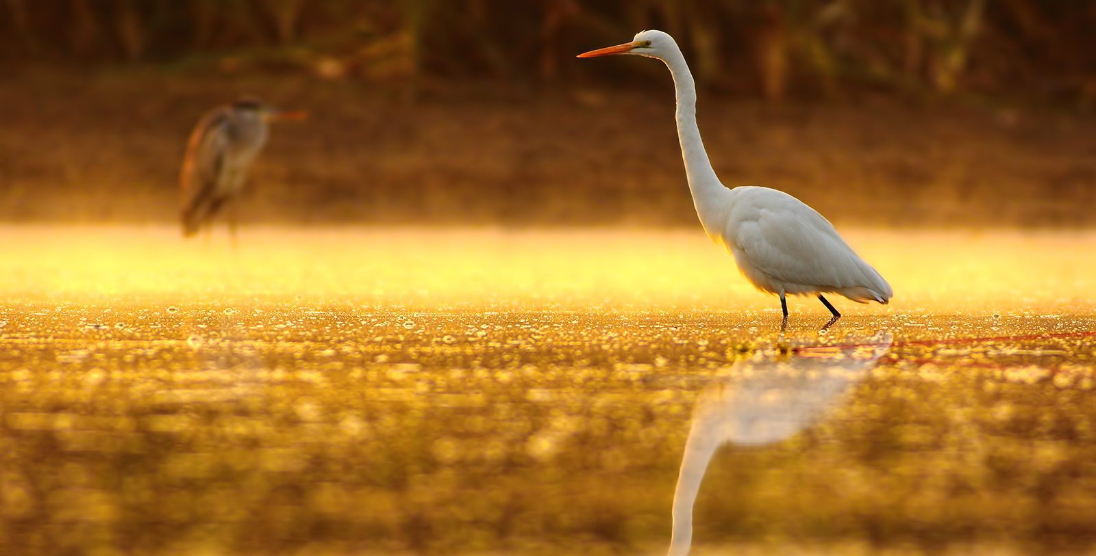 Viking Rivers Cruises - America’s Great River (United States) 15 Days