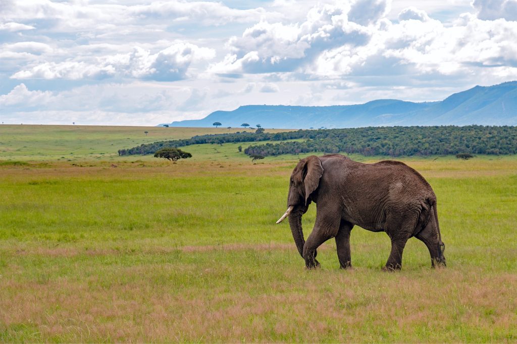Kenya 10 Days/9 Nights Discovering Kenya's Wildlife in Style: A Untamed Africa Safari Journey