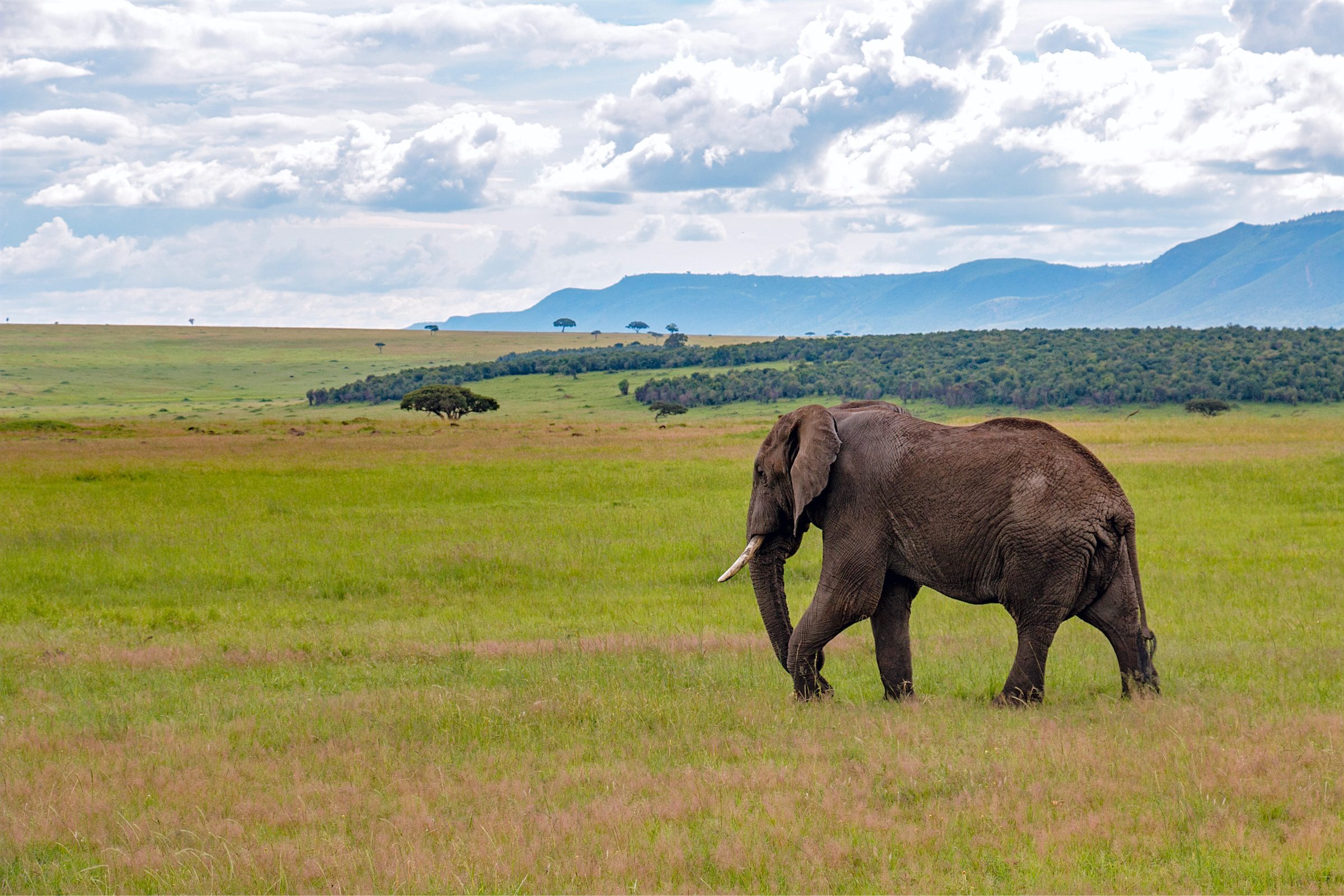 Kenya 10 Days/9 Nights Discovering Kenya's Wildlife in Style: A Untamed Africa Safari Journey