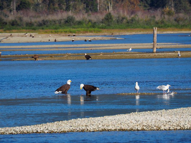 Fraser Valley Wildlife Migration Viewing Day Trip