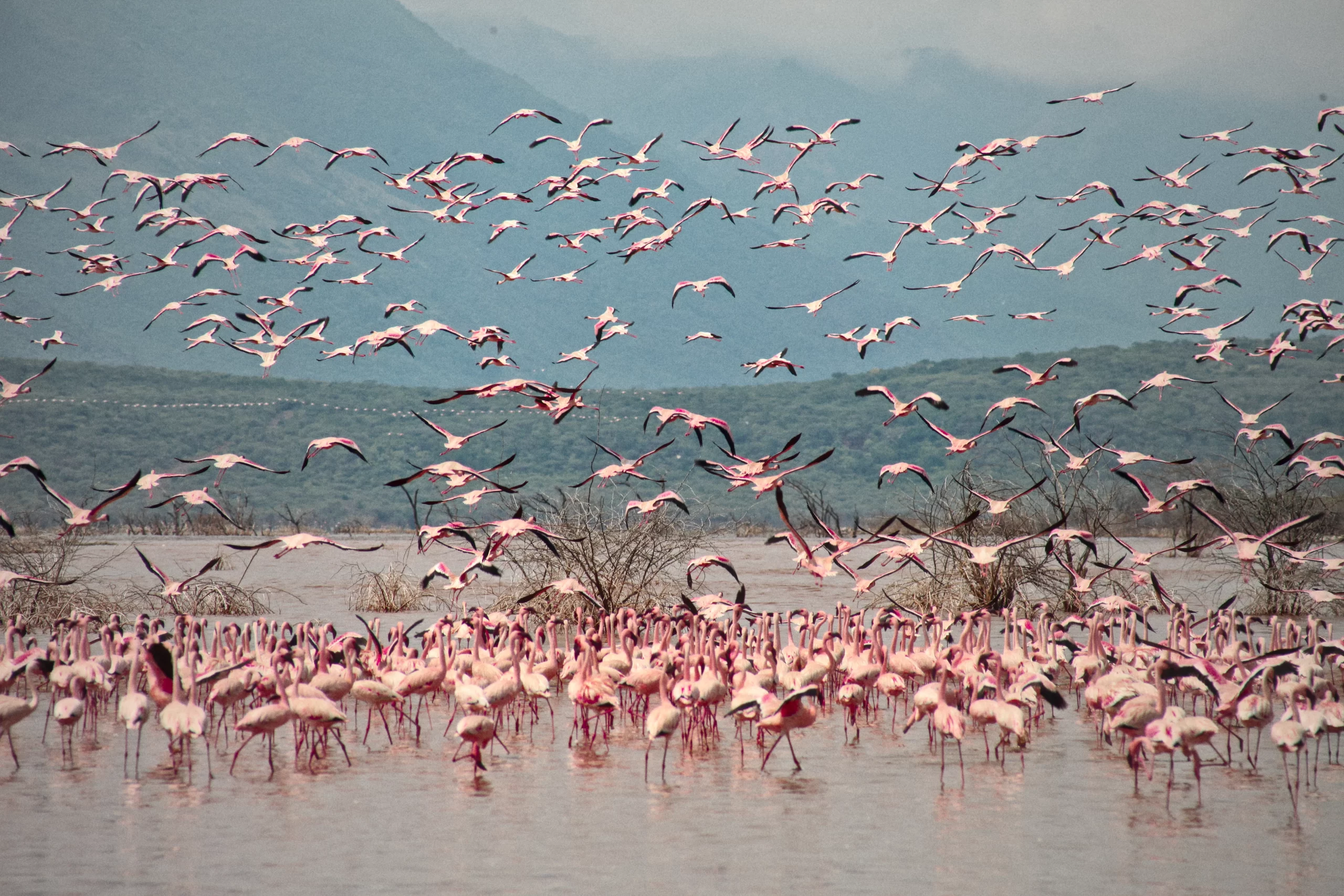 Kenya & Tanzania Exquisite Private Tour, Slow-Paced, Immersive Vacation & Leisure 11 Days 10 Nights (Priced in USD)